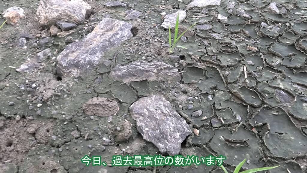 絶滅危惧種IA類に指定されているヤベガワモチ