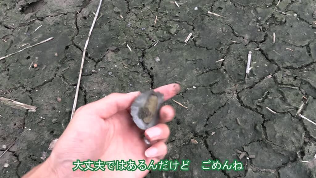 絶滅危惧種IA類に指定されているヤベガワモチ