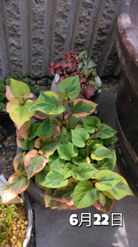 夏が近づくと葉が赤く色づいてきました