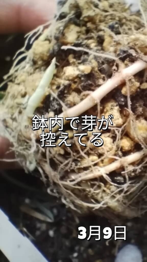 翌年3月に鉢替えをすると、底で新しい芽が控えていました