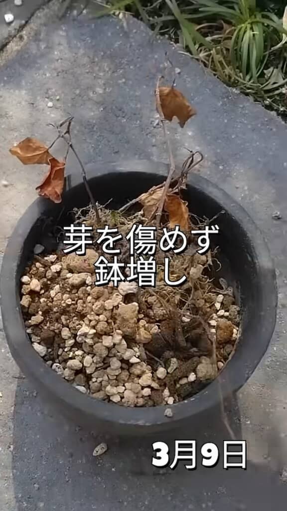 無事に鉢増しを完了