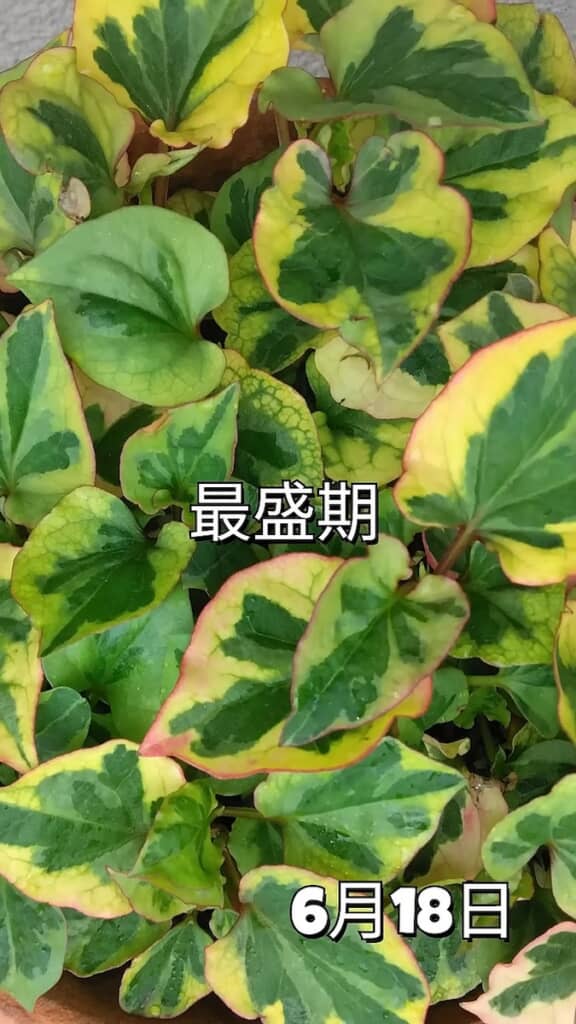 夏には再び立派に育ちました!