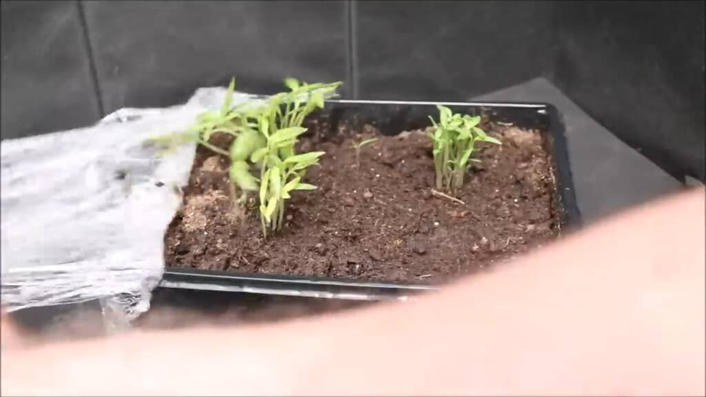種が発芽して小さな苗に