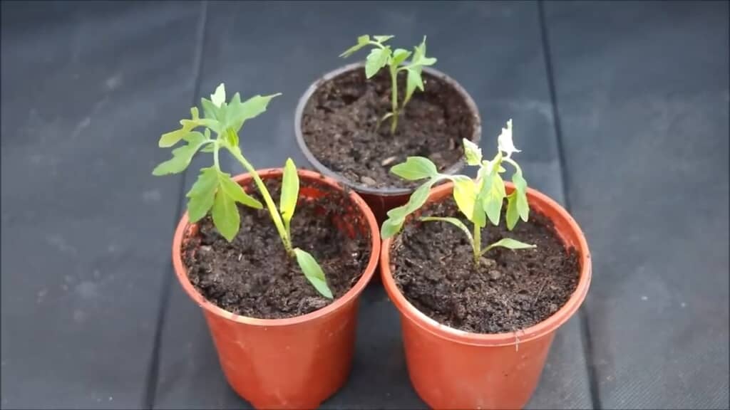 鉢に植え替えて、ここからまた大きく育てられます
