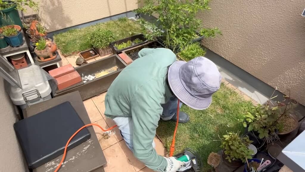 亀たちを避難させ、電動芝刈り機で芝を刈っていきます