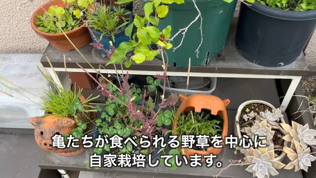育てている野草に水やり