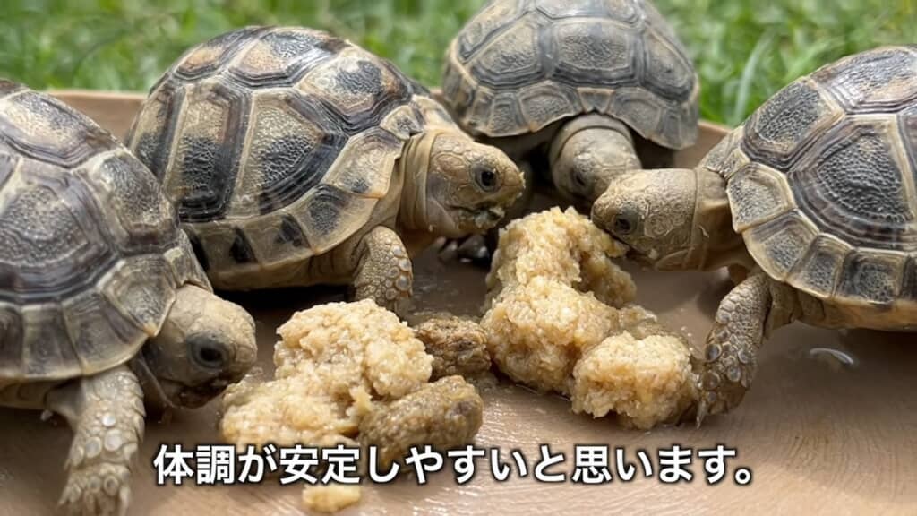赤ちゃん亀にはリクガメフードがおすすめ