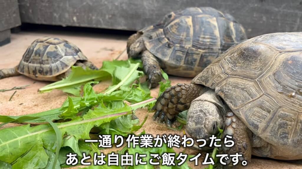 きれいになった環境で食事を楽しむリクガメたち