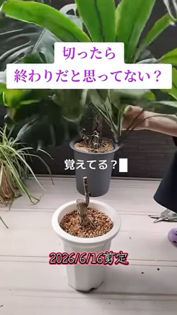 丸坊主にされたドラセナ（正しくは5月15日剪定）