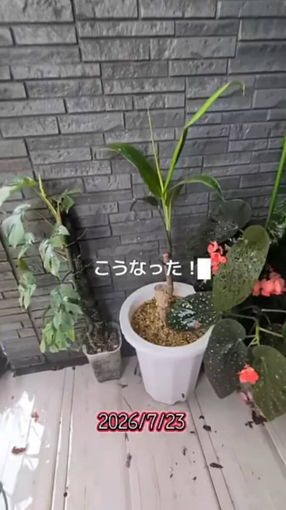約2カ月で早くも新芽が！