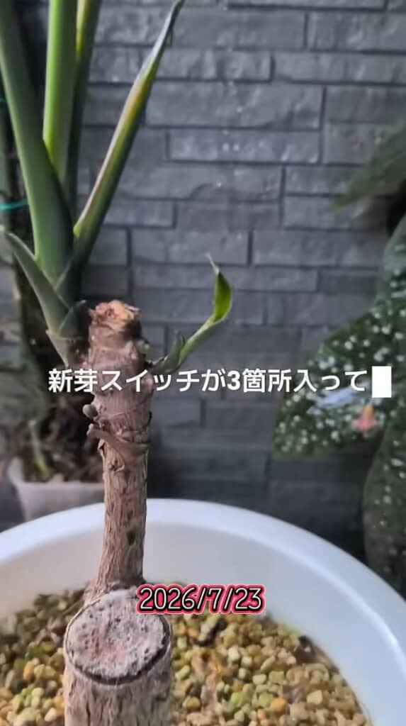 3カ所から伸びる脇芽
