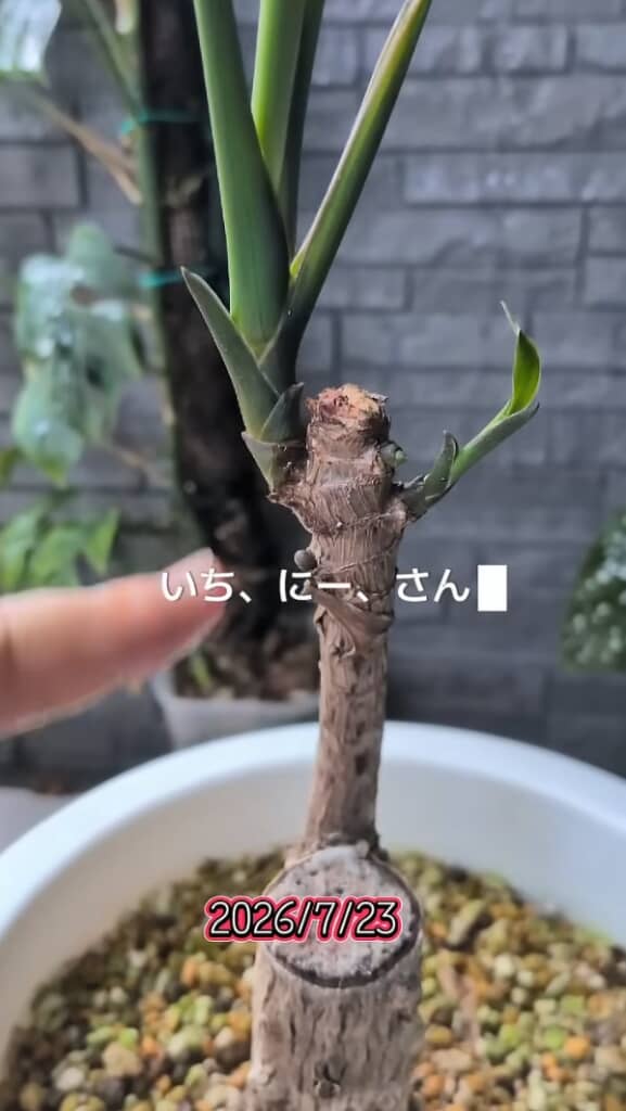 たくさん発芽しました
