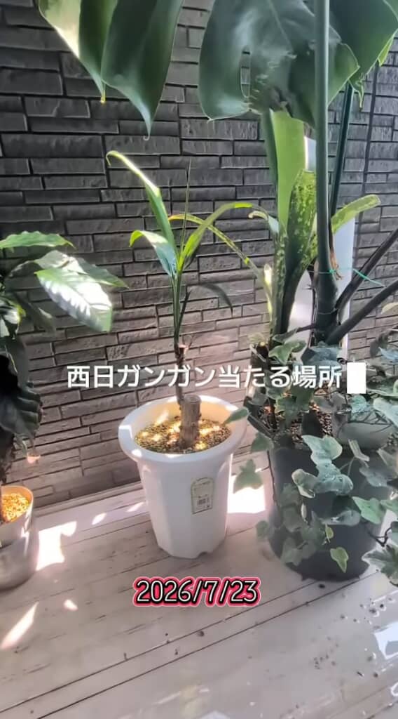 西日がガンガン当たる場所へ
