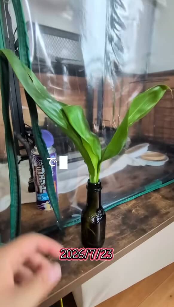 水挿ししていた葉