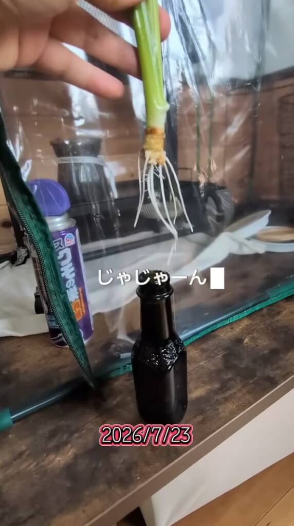 根がわさわさ生えました