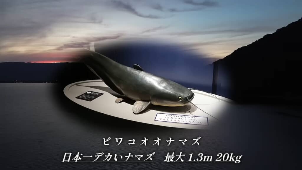 日本一大きなナマズ「ビワコオオナマズ」と出会えるか？