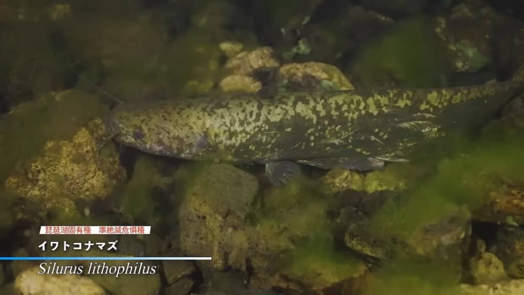 まずは琵琶湖固有種のイワトコナマズを発見
