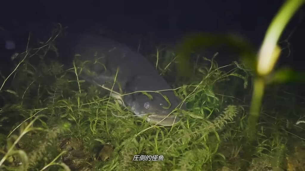 「怪魚」と言われるのも納得の、迫力ある見た目