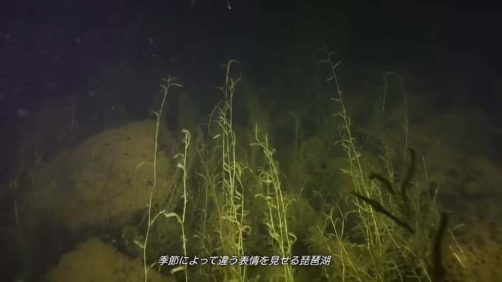 水中の風景も季節ごとに変わる琵琶湖