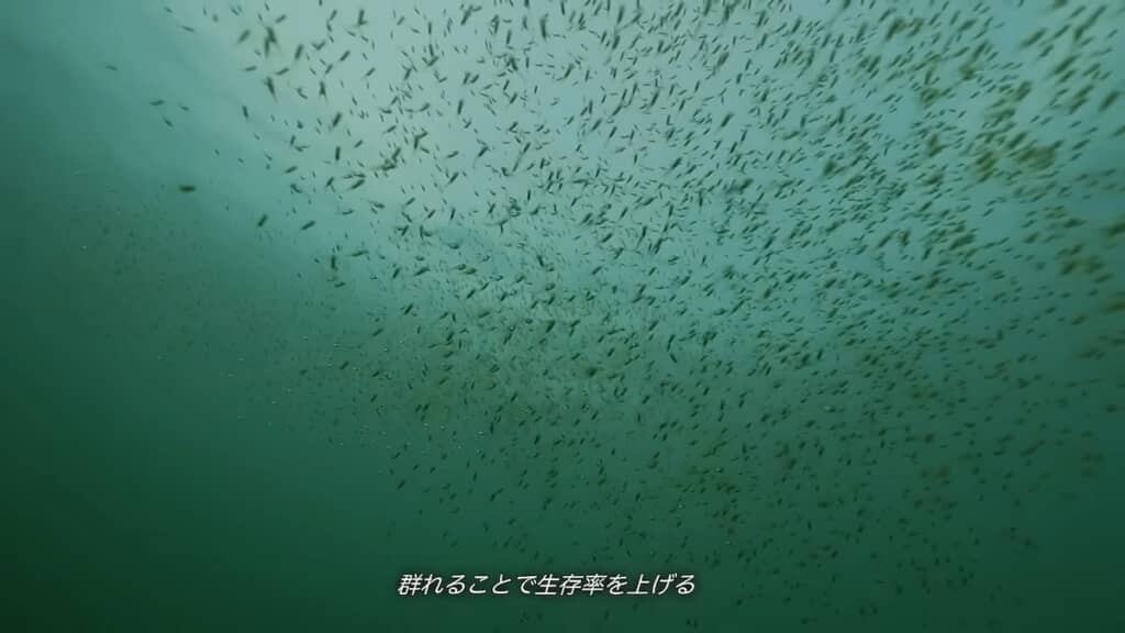 生存率を上げるため、大勢で群れるバスの稚魚ボール