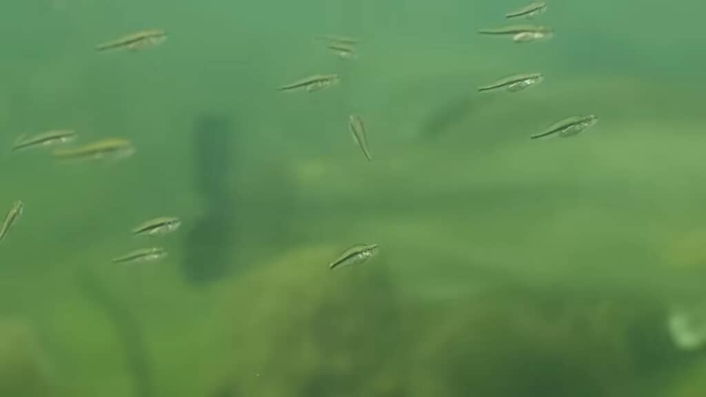 1匹1匹に注目すると、確かに魚の形です