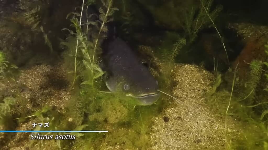 ビワコオオナマズに似ていますが、こちらはマナマズ