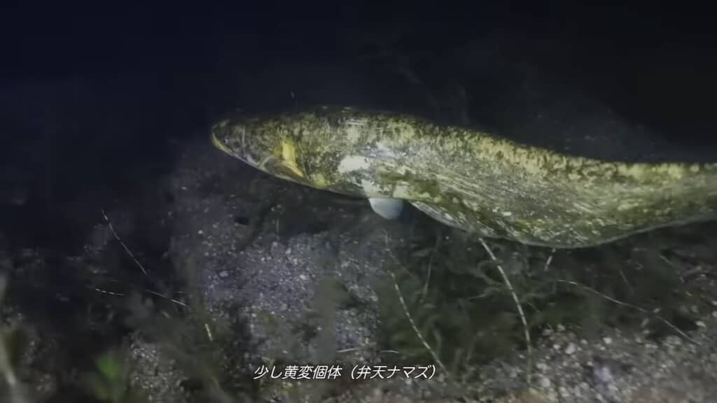 やや黄色っぽい体色のイワトコナマズも