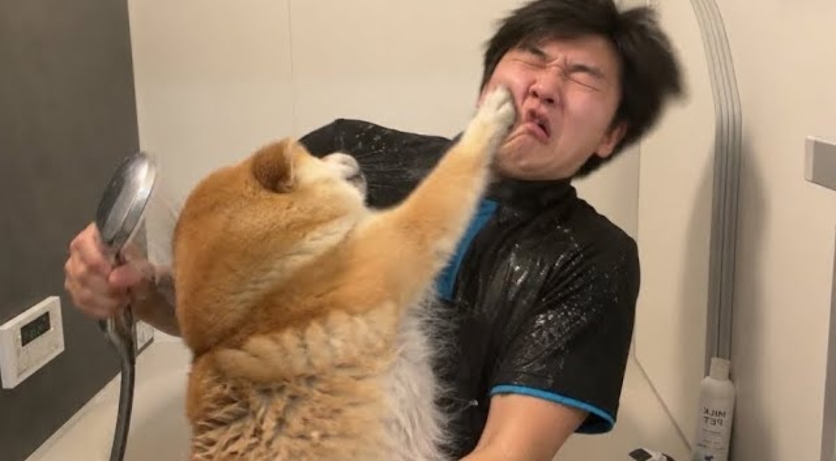 飼い主「大人しくシャワーさせてくれる柴犬」→「どこがやねん!笑」「声出してワロタ」 絶対に笑うお風呂の一部始終が96万再生(1/3) | 犬 ねとらぼ
