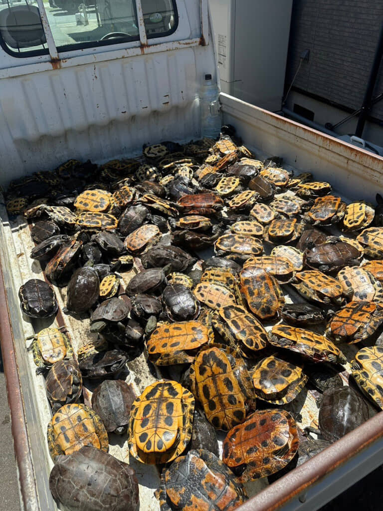 わなにかかって引き上げられたアカミミガメ。多い日は130匹ほど捕獲されたという