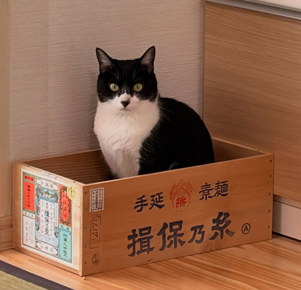 猫ちゃんが箱の中に……!