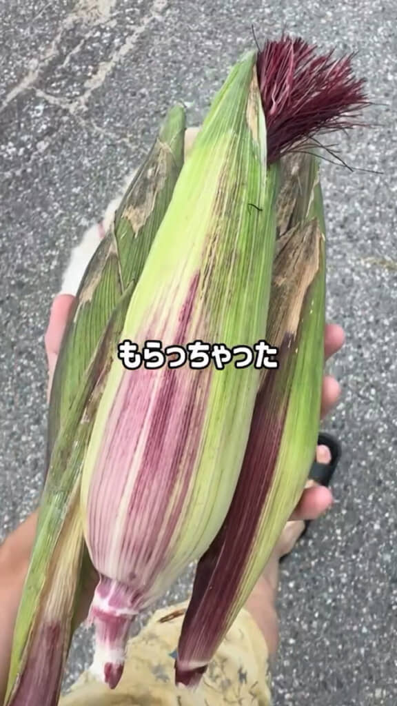 あいさつしたらトウモロコシをもらってしまう