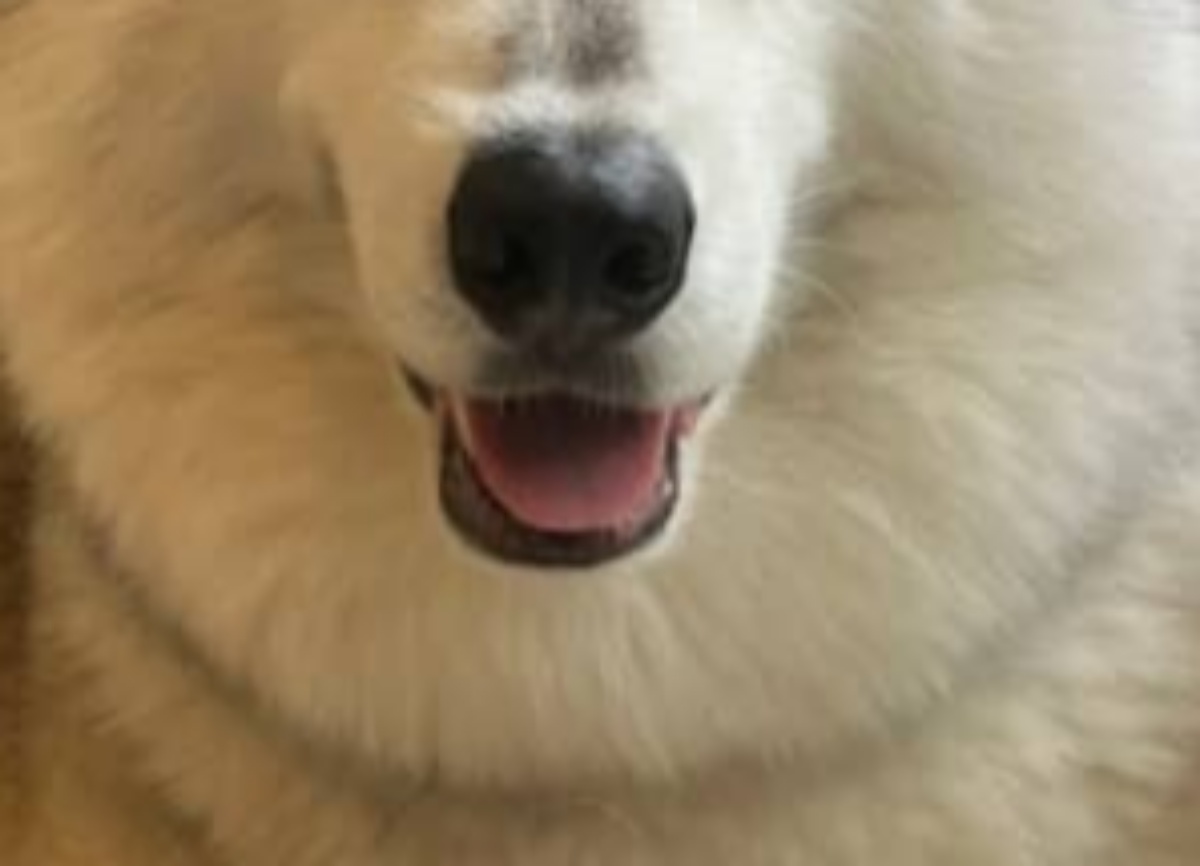 散歩中、マダムに「2階から顔出してる子よね」と言われた犬→衝撃の事実に「謎は全て解けた」「知らぬは飼い主だけ……」（1/3） | 犬 ねとらぼ