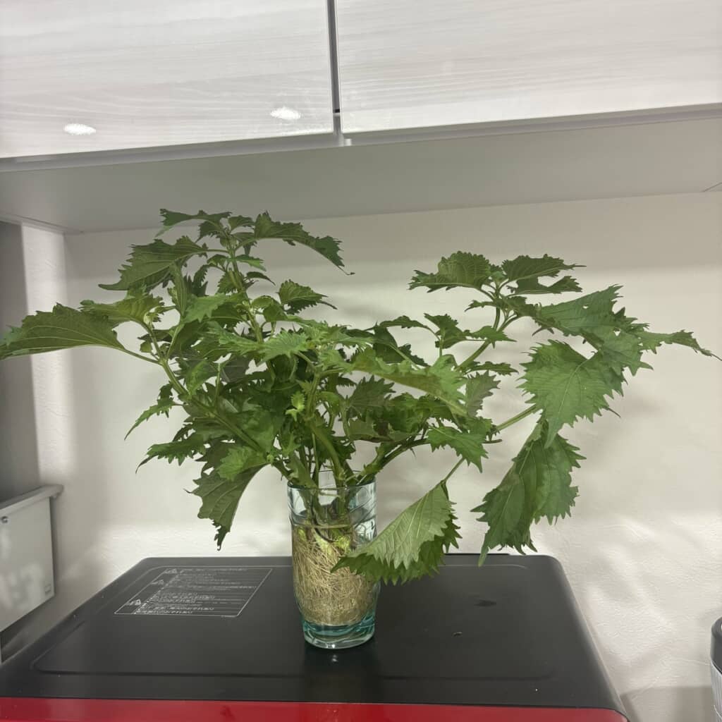 スクスク成長した大葉