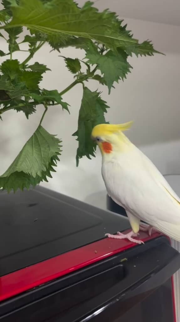 収穫を手伝ってくれるすずちゃん