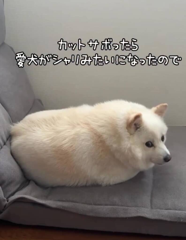 カットをサボっていたら、“シャリ”みたいになったベラちゃん