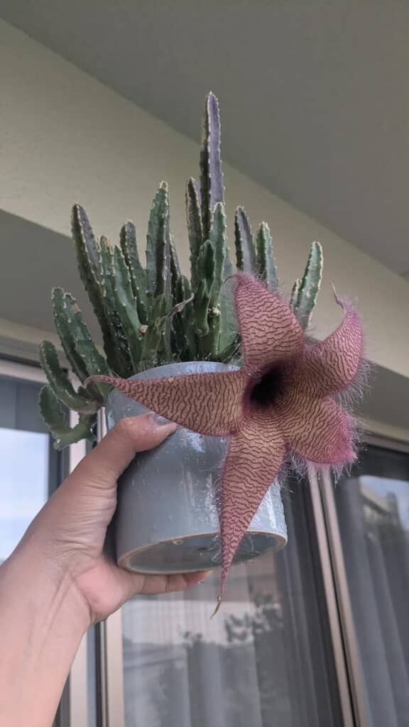 ヒトデを思わせる形の花が咲いたスタペリア・ギガンテア