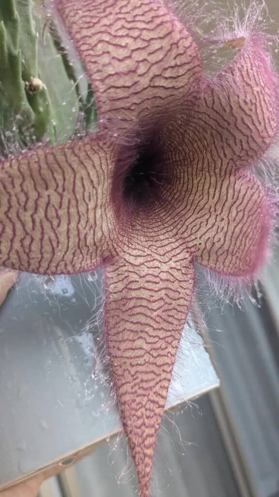 中央が大きくくぼんでいるスタペリア・ギガンテアの花