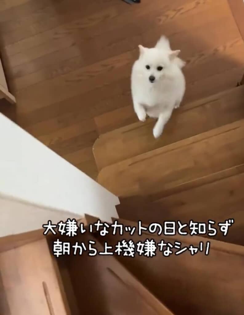 サロンへ行く日