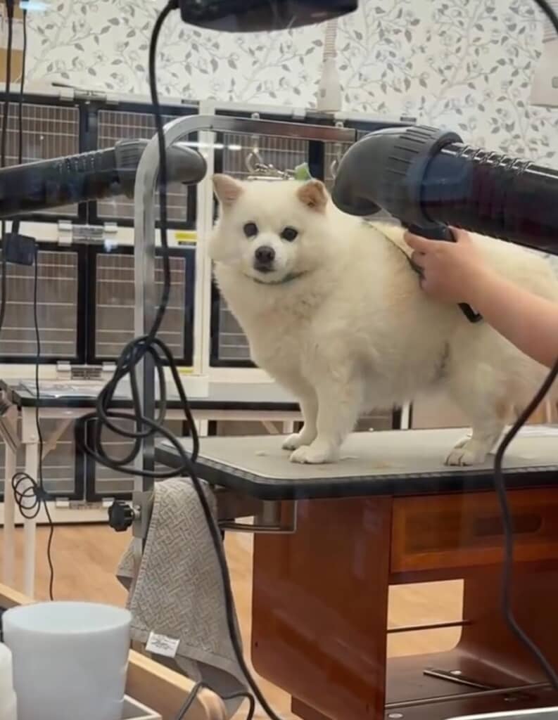 バリカンの音が怖くて震えてる