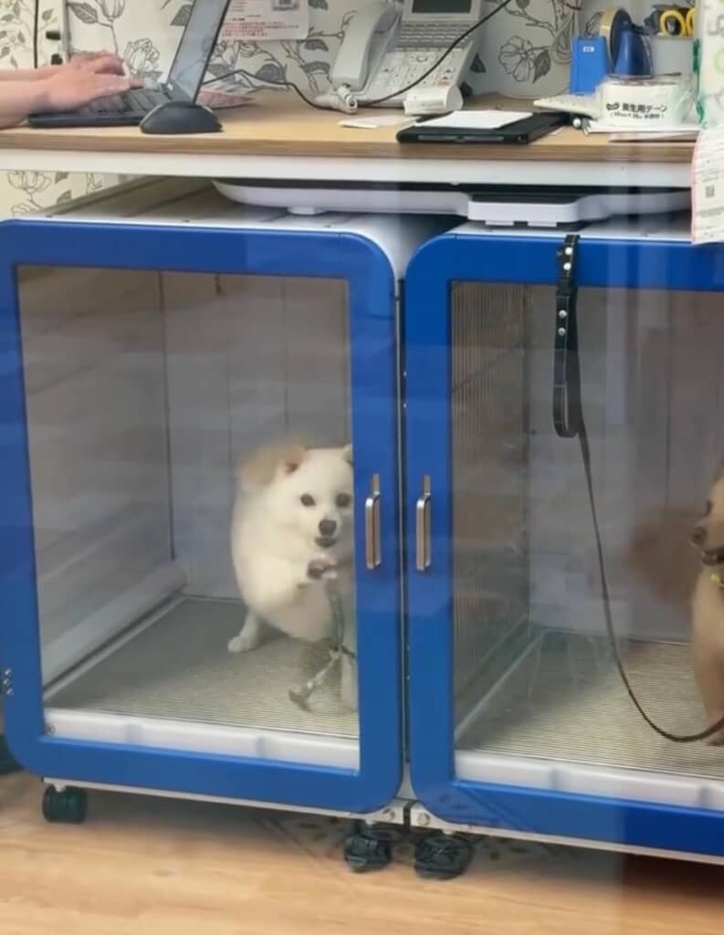 大喜びでドアを壊しそうな勢い