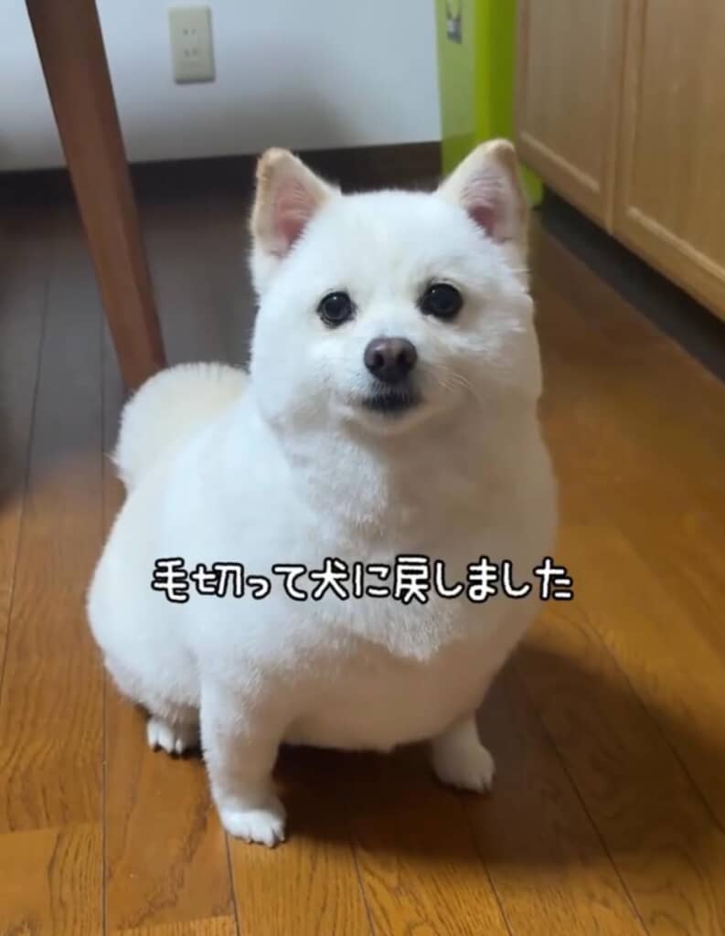 サッパリしたね！