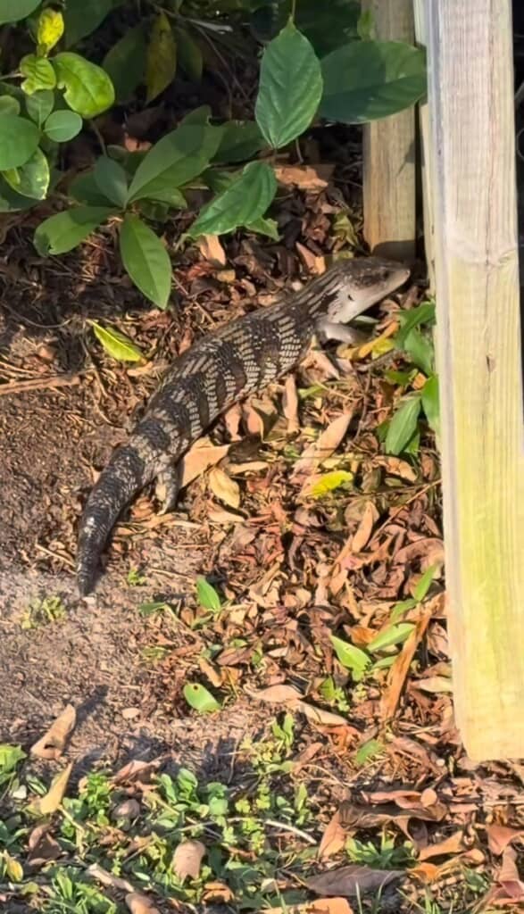 ヒガシアオジタトカゲ
