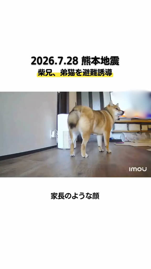 キリッとした表情で家の中を確認してまわるティーくん