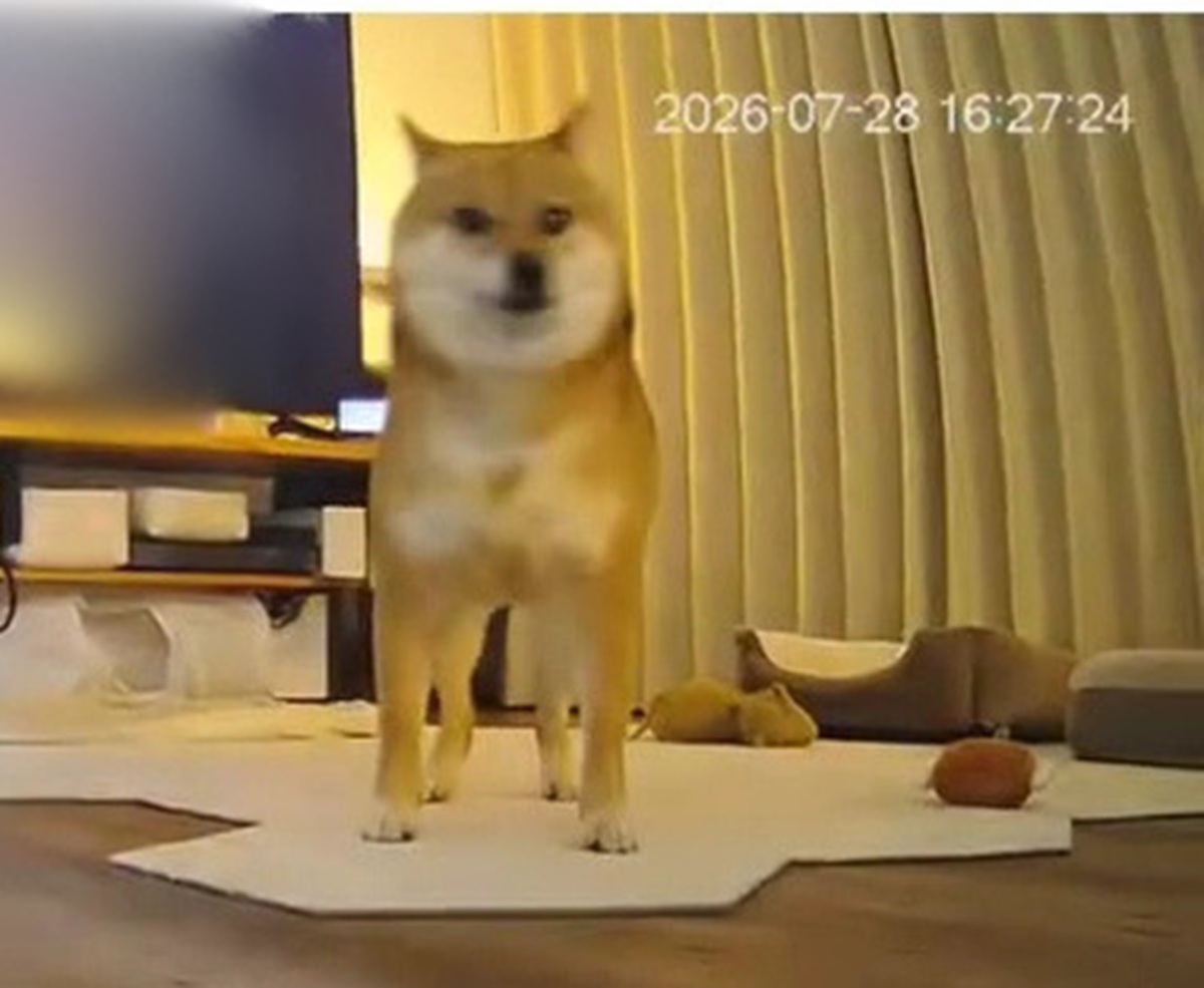 柴犬と猫2匹で留守番中、熊本で地震発生→臆病な柴犬が向かったのは……　ペットカメラが捉えた姿が365万再生「大号泣」（1/3） | 犬 ねとらぼ