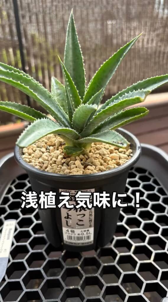 浅植え気味に植え替えたマンガべ