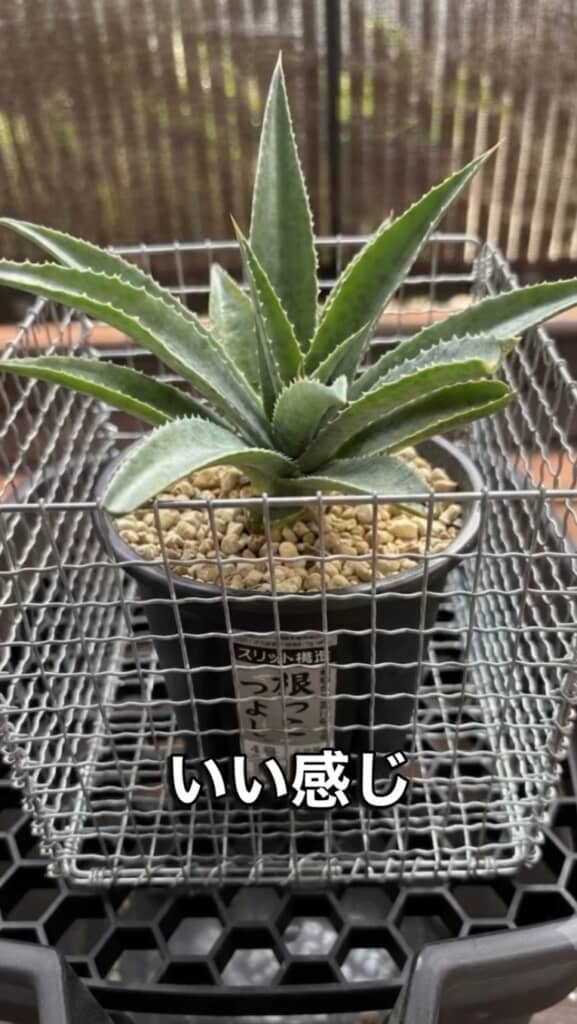 鉢を入れる