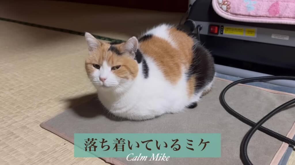 くつろぎ中のミケちゃん