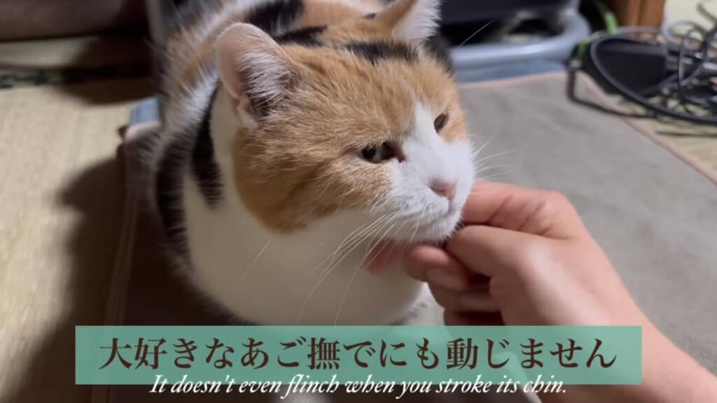 大好きなあごなでをしても動きません