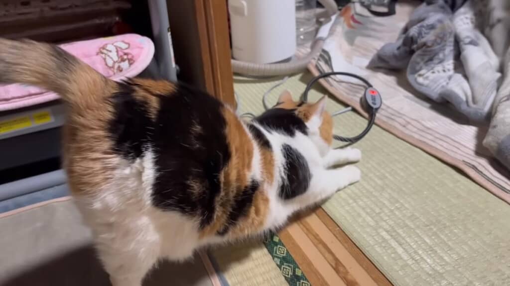 大好きにお父さんが帰宅すると一変!