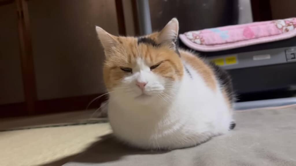 見事な香箱座りを披露